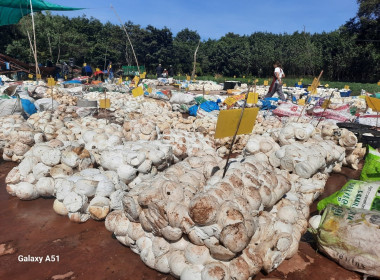 ติดตามการรวบรวมยางพารากลุ่มเกษตรกรทำสวนยางพารานาเมือง พารามิเตอร์รูปภาพ 7